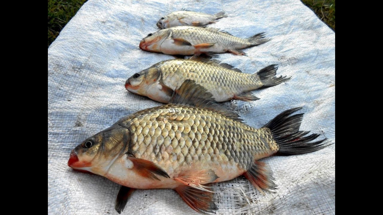 Отчёт о  рыбалке  озеро Червяное ,активный клёв карпа!