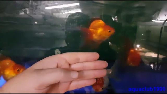 оранда риукин, красная шапка смотреть онлайн