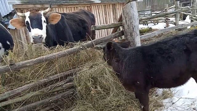 Абердин Ангус быть или не быть????? Молочной коровой..... смотреть онлайн