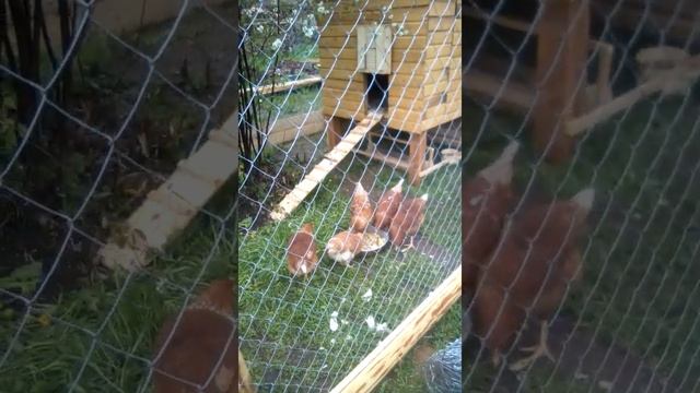 Курятник своими руками смотреть онлайн