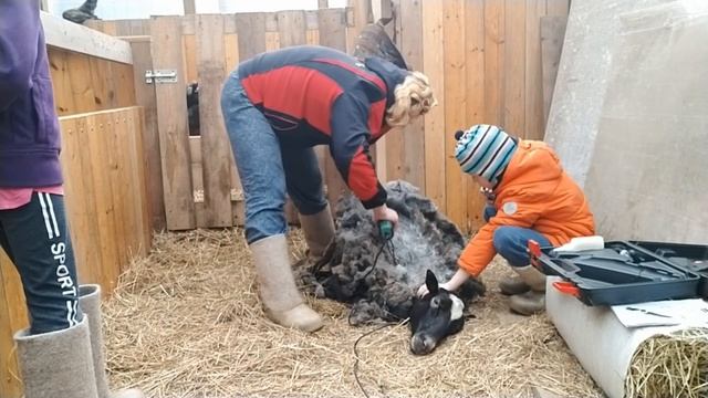 Это всё из-за Миры// Стрижка овец машинкой// Весенние витамины для коз смотреть онлайн