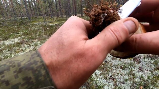 Боровые Карелии.Прогулки с собаками.6-9.09.21. 3 часть смотреть онлайн