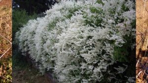 Горец Ауберта(Фаллопия)Fallopia aubertii(Polygonum aubertii)