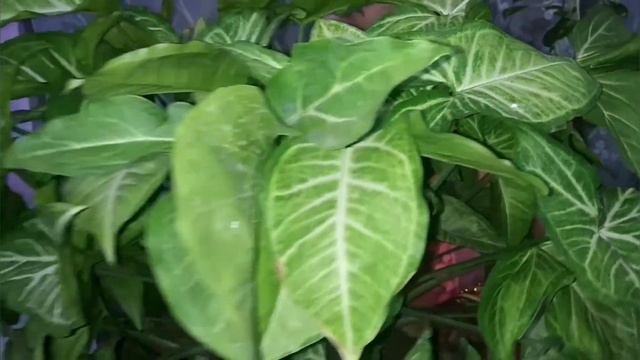 Grow and complete care tips: Syngonium plant.ऐसा करने से सिंगोनियम का पौधा कभी ख़राब नहीं होगा। смотреть онлайн