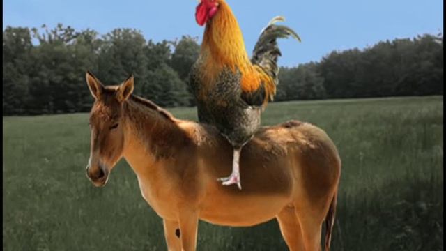 animalporn смотреть онлайн