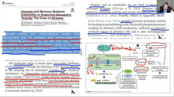 Corn syrup, atrazine, water & your health & frogs