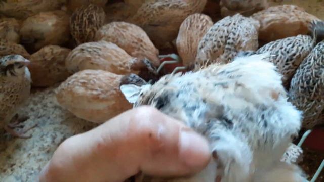 Самая лучшая порода перепелов, Феникс, Фараон, Техасский мясной. смотреть онлайн