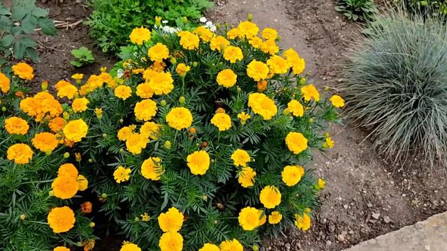 Ах сентябрь , как ты красив !!! Мой сад в сентябре .