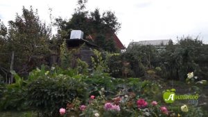 Как сохранить розы зимой в Сибири