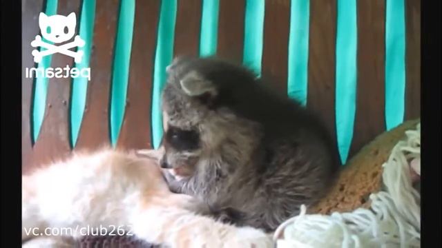 Енот и кот смотреть онлайн