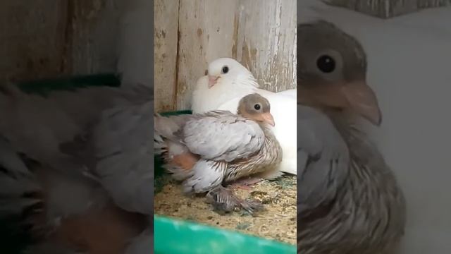 Символ счастья ❤ смотреть онлайн