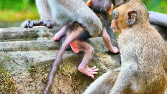 Awesome Movement Of The Tiny Baby Monkey Walk When Monkey Spring Let Her Baby Out.