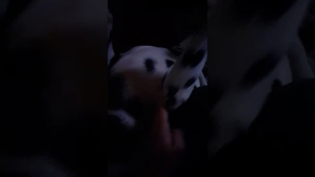 пятнистый кузнечик смотреть онлайн