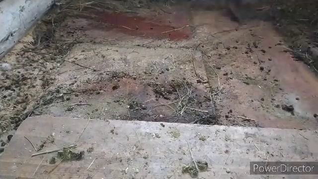 уборка у коз. /чуть не замёрзли куры❗тепло в курятнике.наше хозяйство village life vlog смотреть онлайн