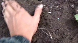 Выращивание ежевики из семян часть-3