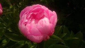 Paeonia Pink Delight