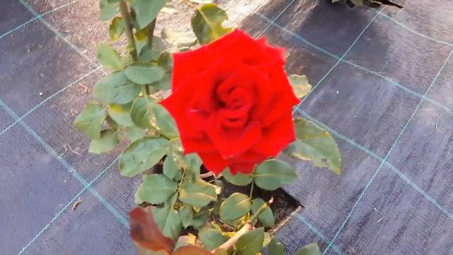 Роза Эксплорер (Explorer) чайно-гибридная 2015 года смотреть онлайн