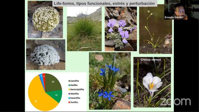Plantas de las cumbres del Pirineo. Daniel Gómez. Jardín Escrito смотреть онлайн