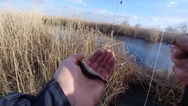 Как ловить щуку поплавочкой на живца смотреть онлайн