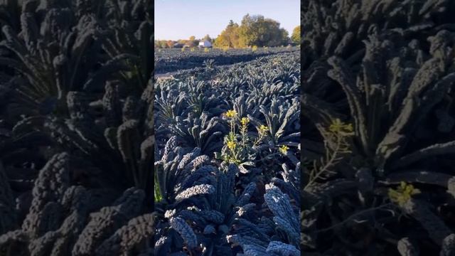 Работа в Англии #украина #кыргызстан #таджикистан #узбекистан #казахстан смотреть онлайн