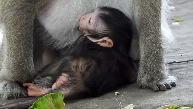 O.hh B.aby M.onkey! M.om D.o.n't P.u.sh B.aby M.onkey A.w.ay | N.ew B.aby M.onkey