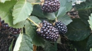 Ежевика Блек джем или Прайм арк фридом.