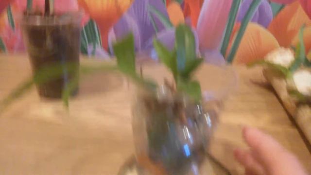 Посадка деток дендробиум! смотреть онлайн