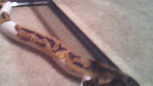Ball Python morph - Piebald Lower White - First Feeding - 1 смотреть онлайн