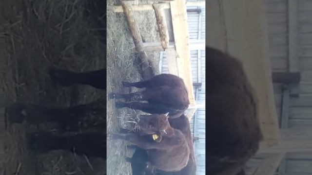 Молочные бычки вес 320кг