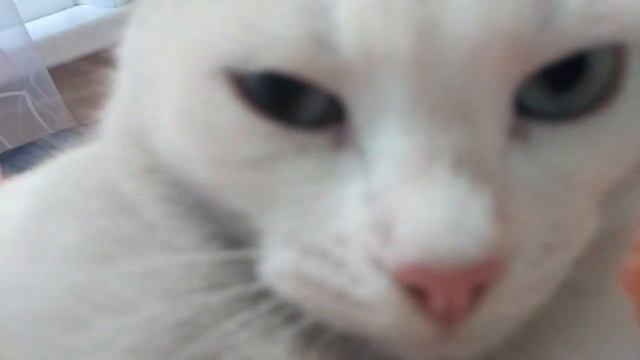 КАК ПРЕВРАТИТЬ КОШКУ В ШЛЕППУ смотреть онлайн