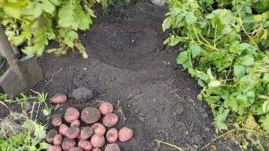 ВОТ ЭТО УРОЖАЙ! Порадовал картофель сорта "Аляска". С одного посаженного ведра собрали 36 ведер!