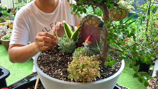 Where is Snow White Succulent Arrangement смотреть онлайн