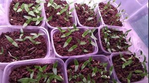 Перец взошел, что дальше