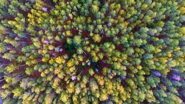 Стихи Деревья смотреть онлайн