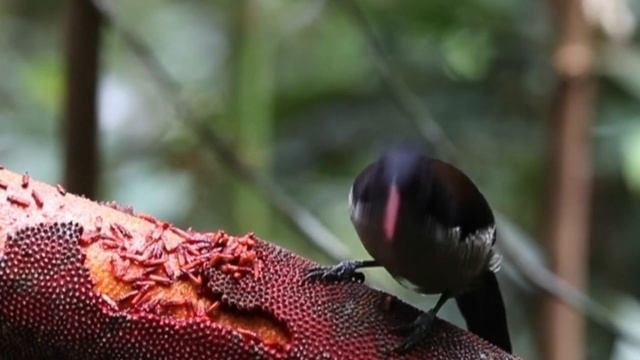 Самые Необычные и Удивительные Птицы в Мире смотреть онлайн