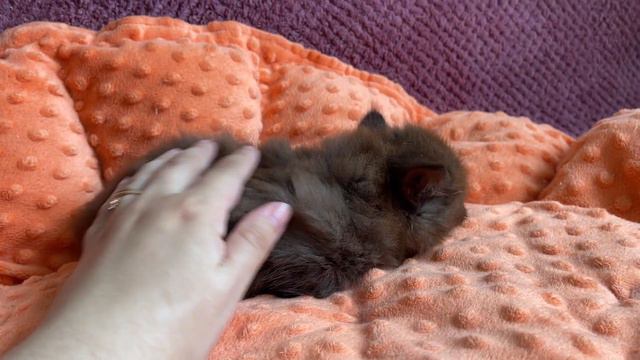 Cute British Longhair Chocolate Kitten 1,5 months old смотреть онлайн