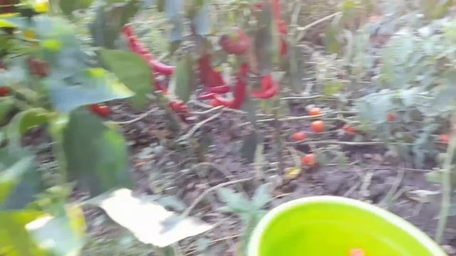 Вот так и живём!И снова прикупила обновки!Огород!Вкусный ужин!