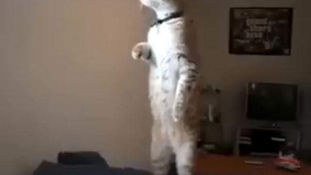 кошка ждёт))) смотреть онлайн