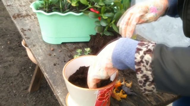 Композиция из суккулентов. Пересадка денежного дерева смотреть онлайн