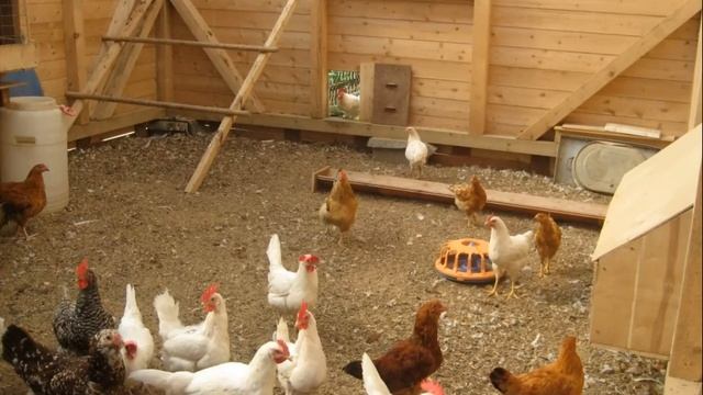 Как легко начать разведение КУР НЕСУШЕК в домашних условиях смотреть онлайн
