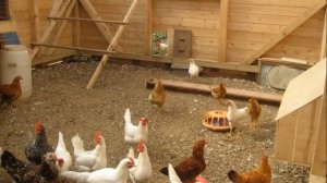 Как легко начать разведение КУР НЕСУШЕК в домашних условиях