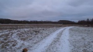 Охота на зайца и лису 2019 2020  С гончими по белой тропе !!! 720p