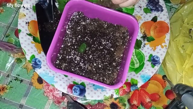 Пересадка комнатной Хризантемы.Весенняя пересадка комнатных растений.Часть4 смотреть онлайн