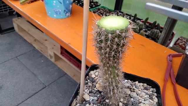 Черенкуем кактусы.Кактусы и вазелин.Режем вытянутые кактусы и укореняем.