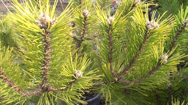 Pinus densiflora var. Low Glove čes. borovice hustokvětá смотреть онлайн