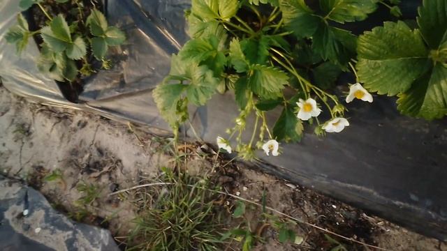 34 ягоды на одном кусте, #Клубника смотреть онлайн