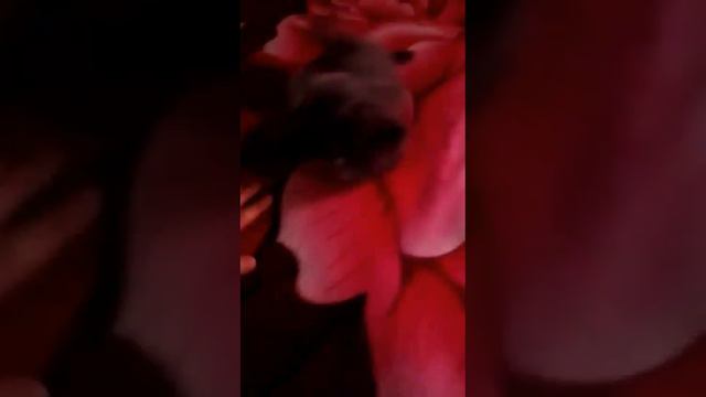 обзор кота ( Извините за плохое качество видео) смотреть онлайн