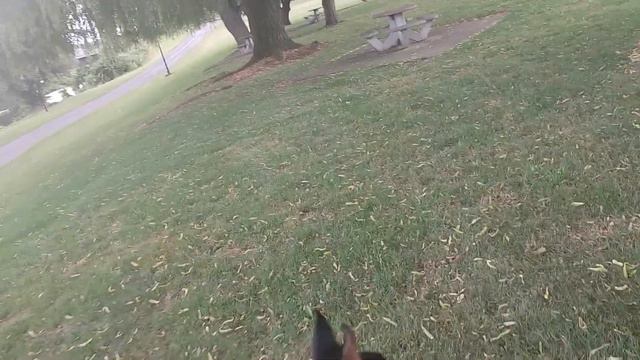 Doberman Pinscher at best McDonald's upstate New York смотреть онлайн