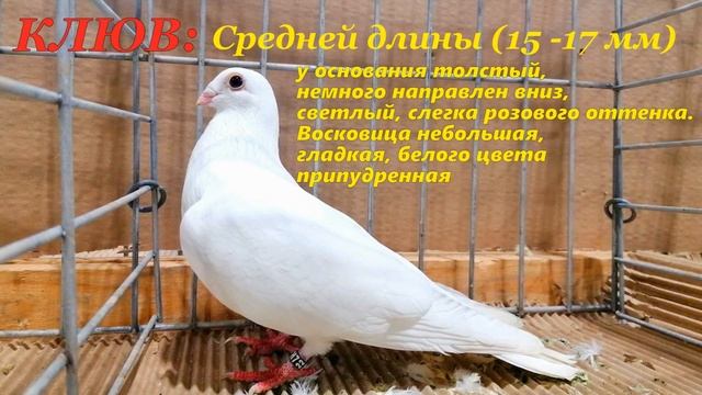 Голуби Чепельские СТАНДАРТ и Происхождение Чепельского Высоколётного Голубя ?/ pigeon pigeons смотреть онлайн