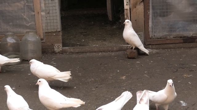 О Бакинских голубях с Авакян Сергеем! #pigeons #тauben смотреть онлайн
